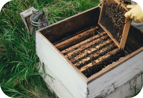 Himalayan Hive